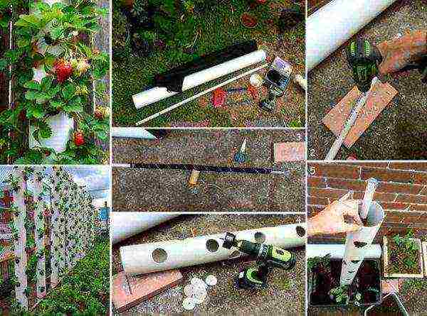 how to grow strawberries in pipes at home