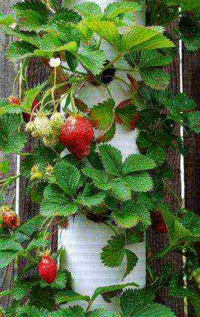 how to grow strawberries in pipes at home