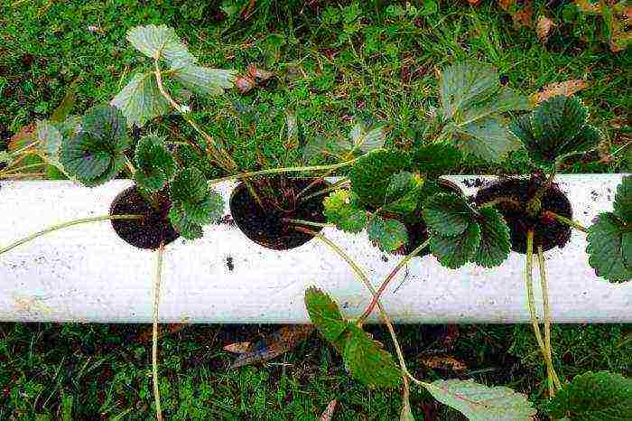 how to grow strawberries in pipes at home