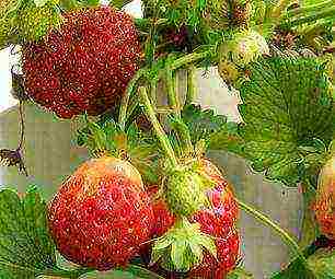 how to grow strawberries in pipes at home