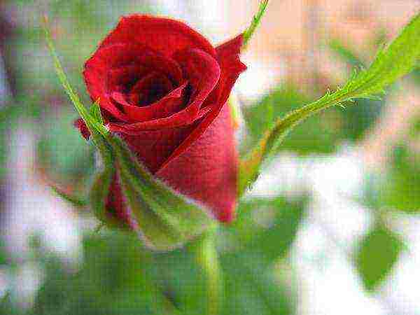 how to grow indoor rose at home