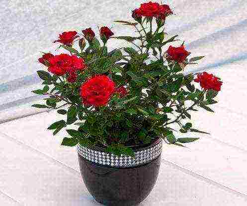 how to grow indoor rose at home