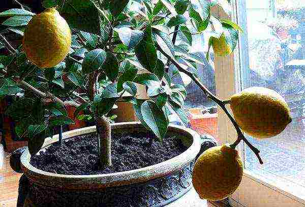 how to grow indoor lemon at home