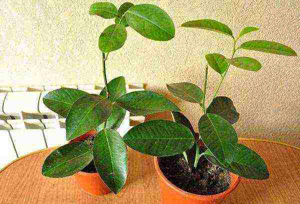 how to grow indoor lemon at home