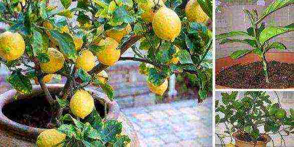 how to grow indoor lemon at home