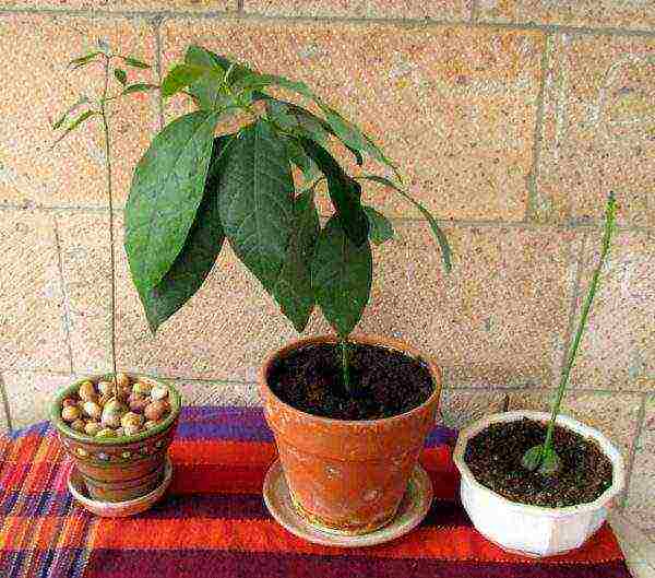 how to grow an avocado seed at home