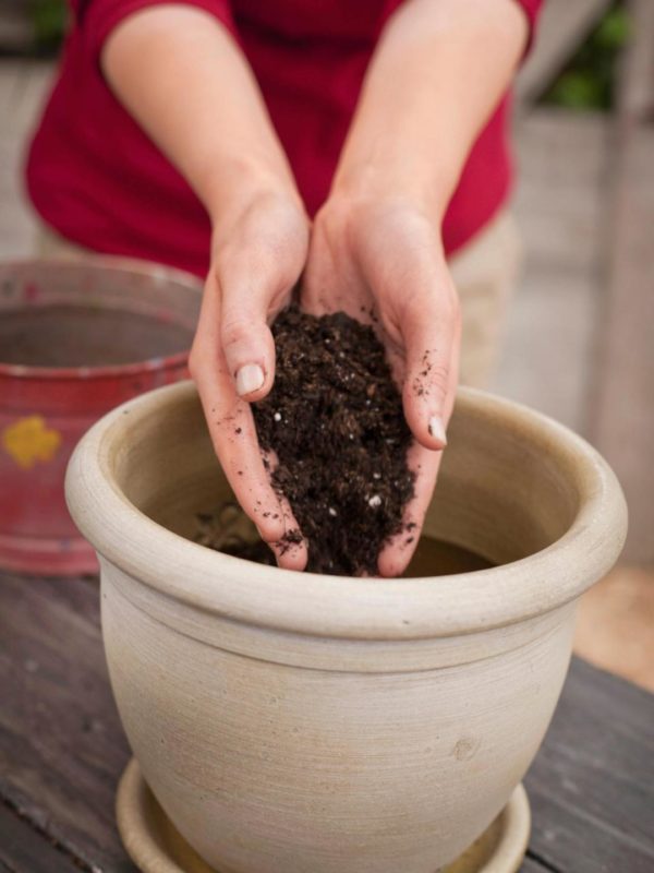 how to grow an avocado seed at home