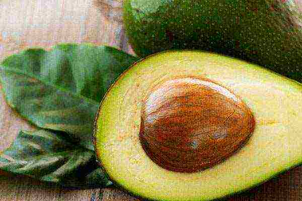 how to grow an avocado seed at home