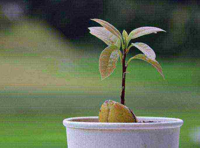 how to grow an avocado seed at home