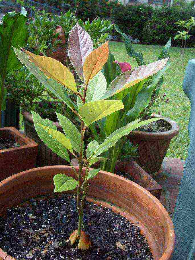 how to grow an avocado seed at home