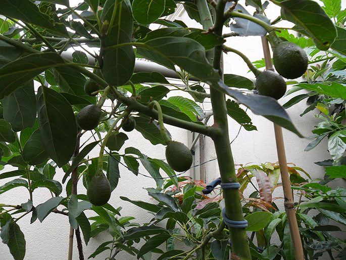 how to grow an avocado seed at home