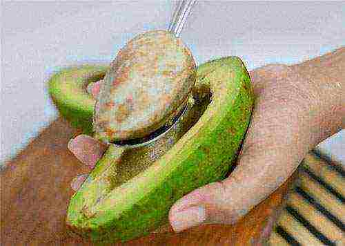 how to grow an avocado seed at home