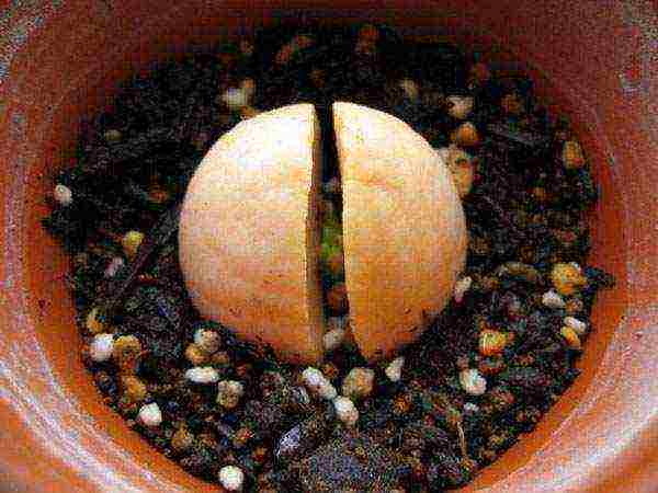 how to grow an avocado seed at home