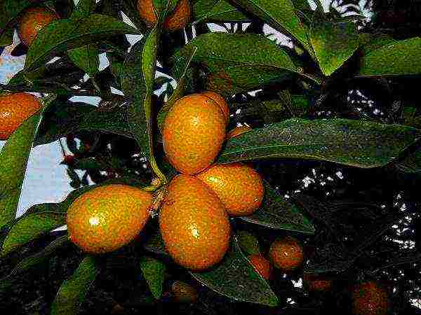 kung paano palaguin ang isang kumquat mula sa isang bato sa bahay