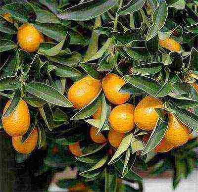 how to grow a kumquat from a stone at home