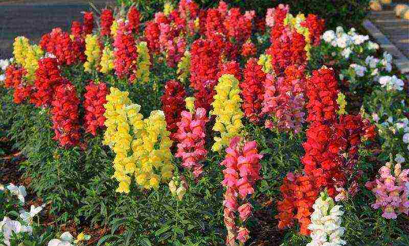 how to grow snapdragons from seeds at home