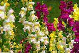 how to grow snapdragons from seeds at home