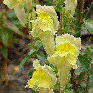 how to grow snapdragons from seeds at home