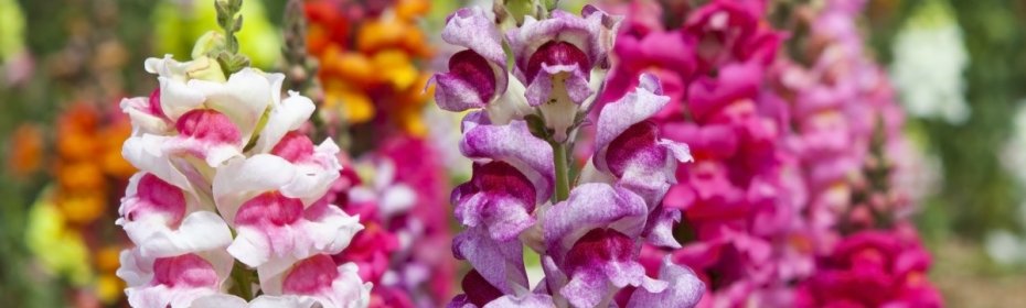 how to grow snapdragons from seeds at home