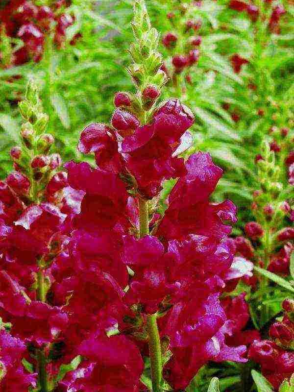 how to grow snapdragons from seeds at home