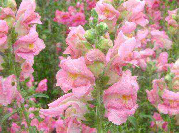 how to grow snapdragons from seeds at home