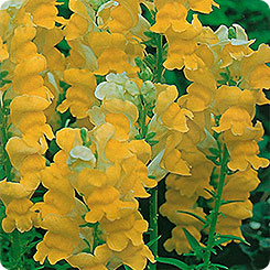 how to grow snapdragons from seeds at home