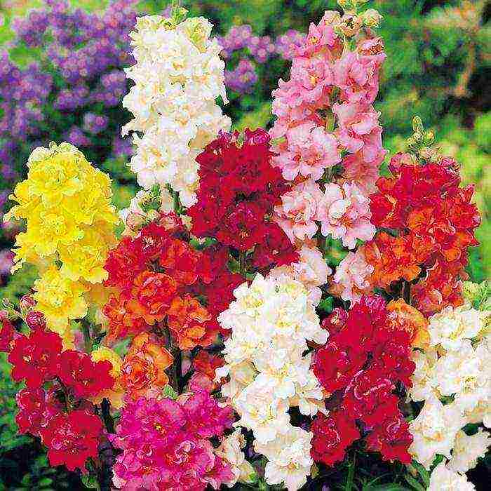 how to grow snapdragons from seeds at home