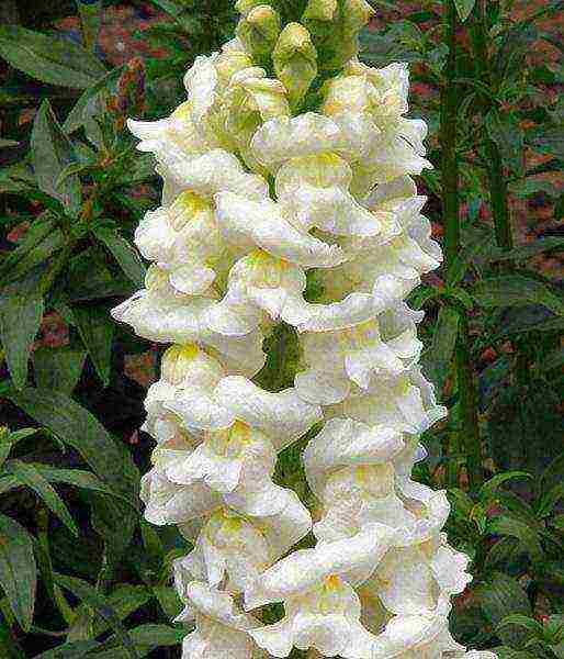 วิธีการปลูก snapdragons จากเมล็ดที่บ้าน