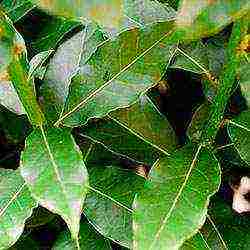how to grow bay leaves at home from seeds