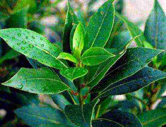 how to grow bay leaves at home from seeds