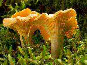 how to grow chanterelles at home in the basement