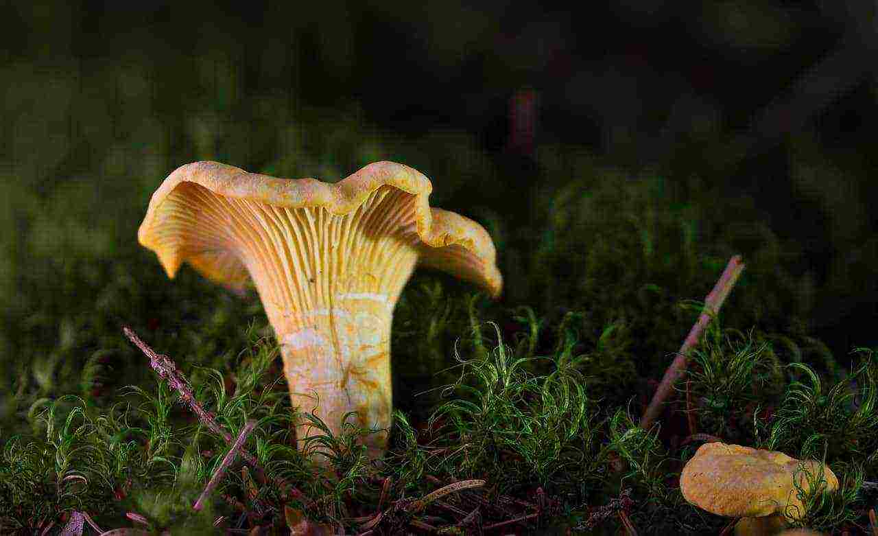 kung paano palaguin ang mga chanterelles sa bahay sa basement