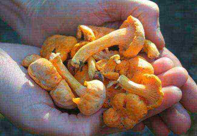 how to grow chanterelles at home in the basement