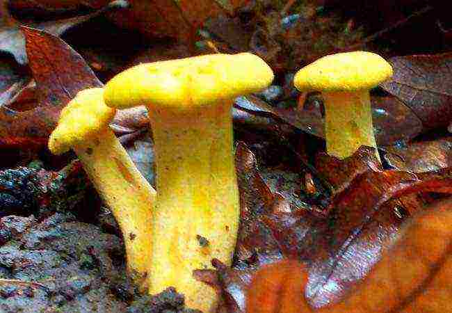 how to grow chanterelles at home in the basement