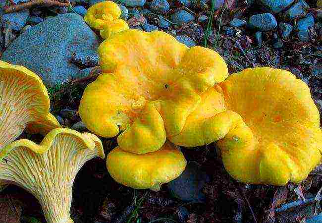 how to grow chanterelles at home in the basement