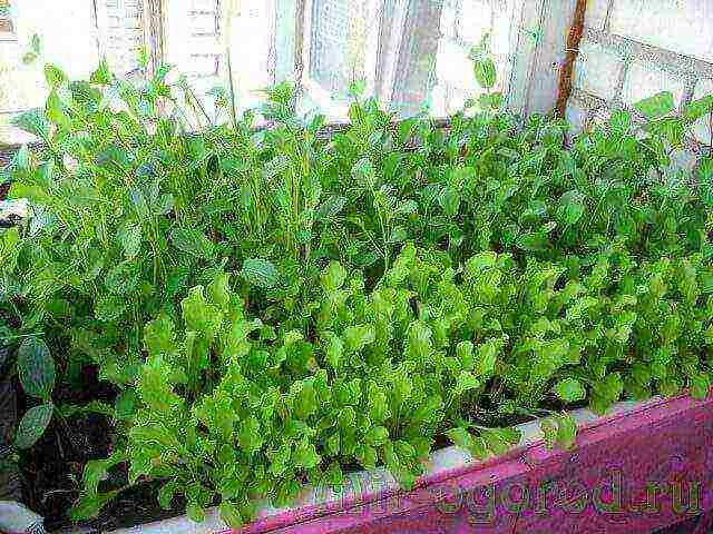 how to grow lettuce leaves at home in winter