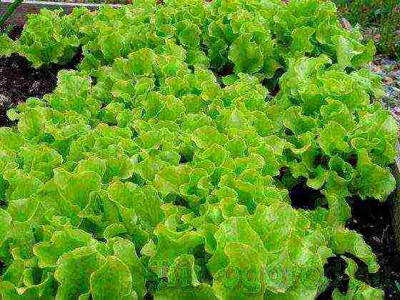 how to grow lettuce leaves at home in winter