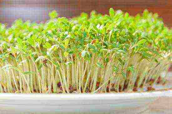 how to grow lettuce leaves at home in winter