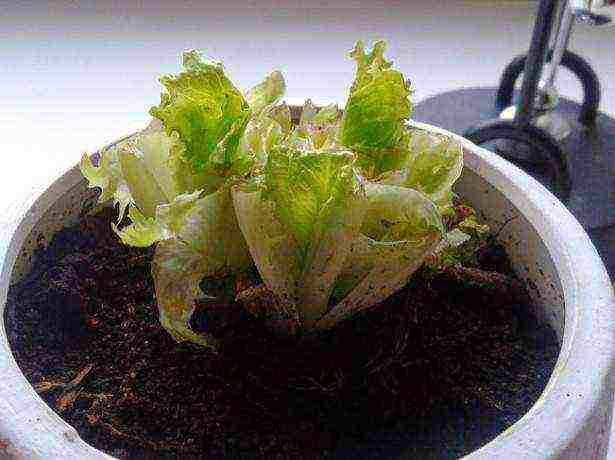 how to grow lettuce leaves at home in winter