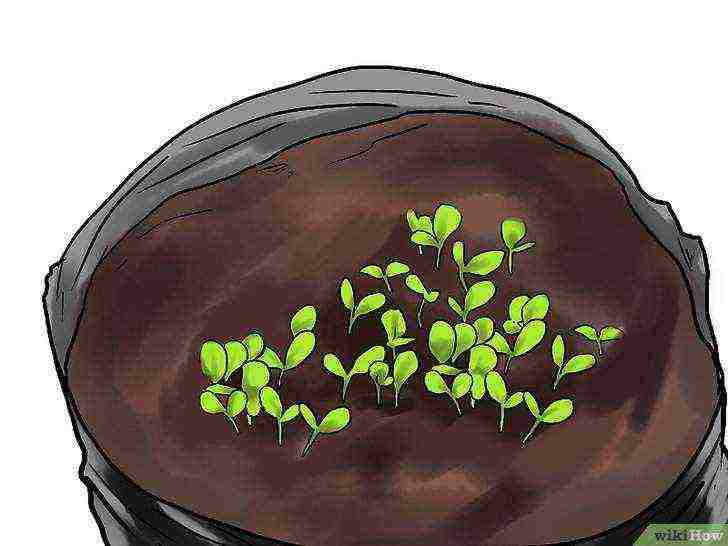 how to grow lettuce at home