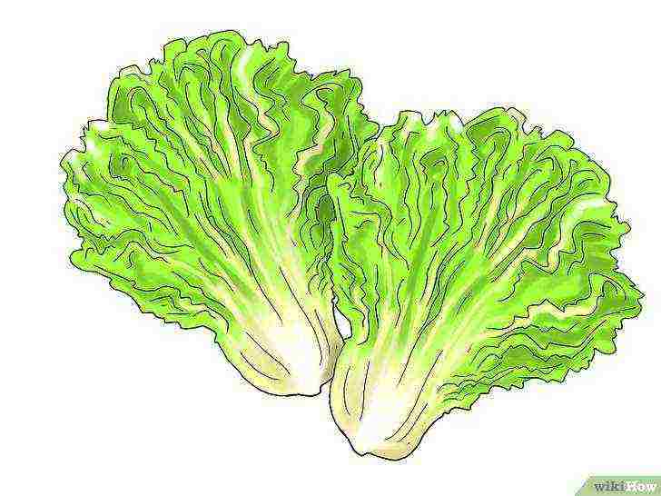 how to grow lettuce at home