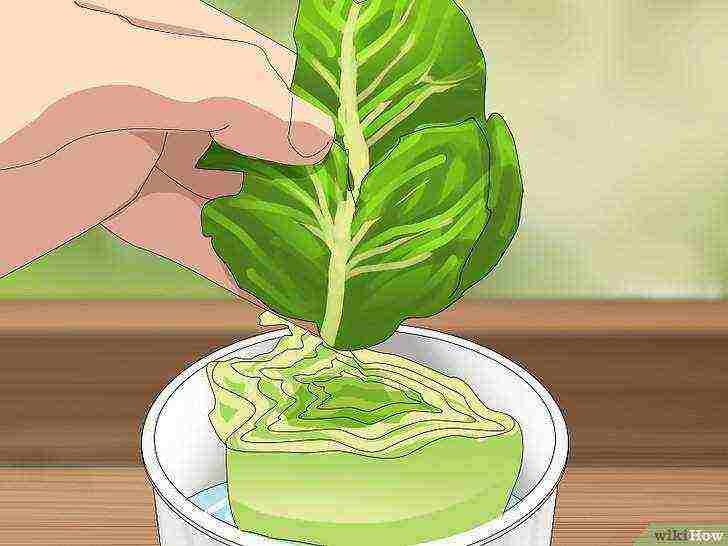 how to grow lettuce at home