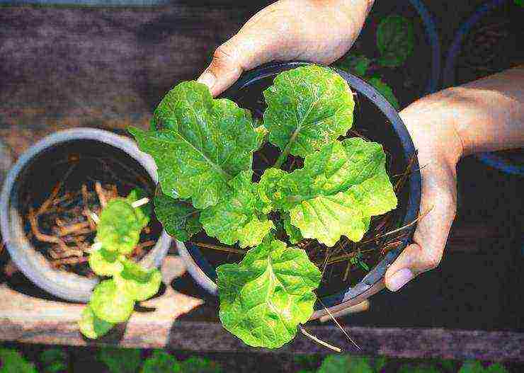 how to grow lettuce at home