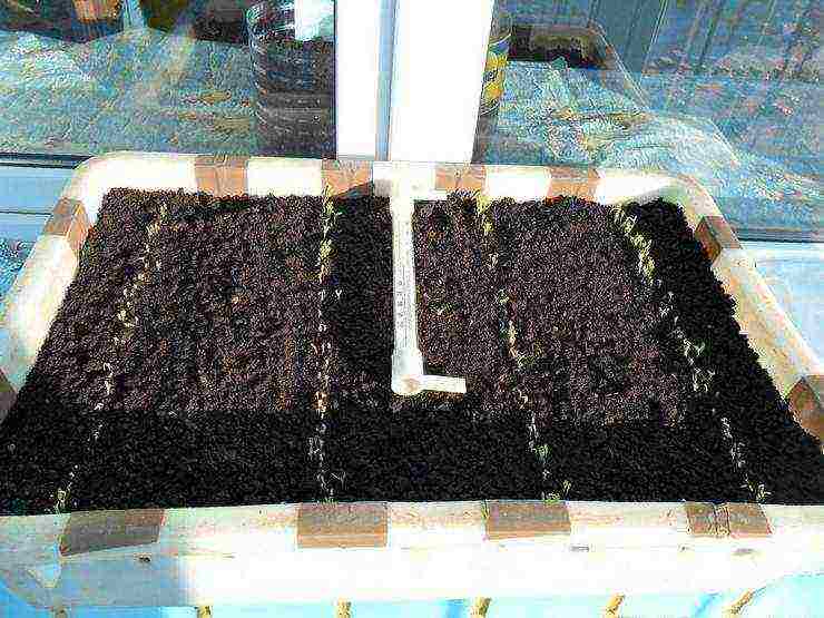 how to grow lettuce at home