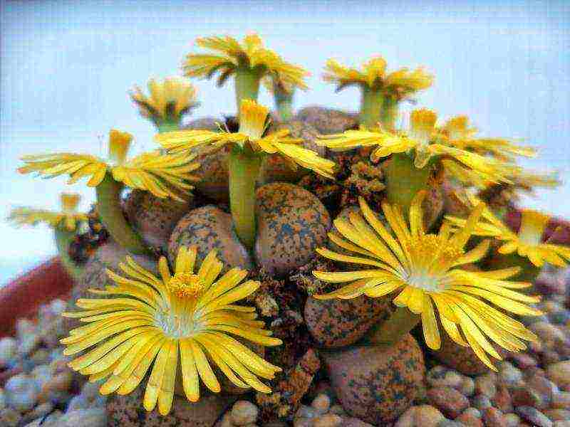 how to grow lithops from seeds at home