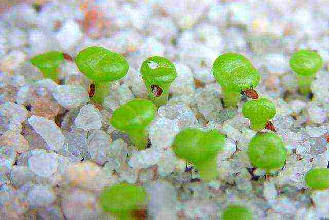 how to grow lithops from seeds at home