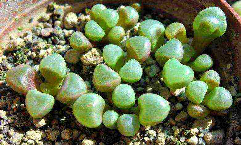 how to grow lithops from seeds at home