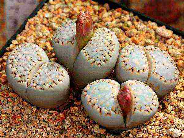 how to grow lithops from seeds at home