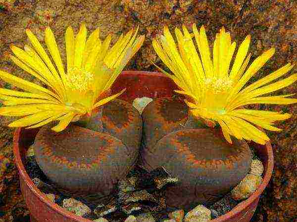 how to grow lithops from seeds at home