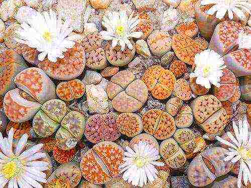 how to grow lithops from seeds at home